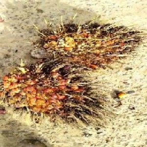 overripe_train (1275).jpg