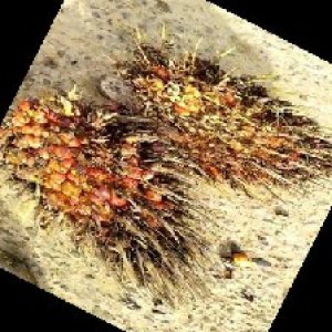 overripe_train (1276).jpg