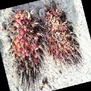 overripe_train (1277).jpg