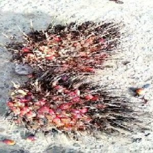 overripe_train (1278).jpg