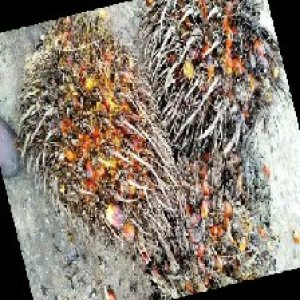 overripe_train (1279).jpg