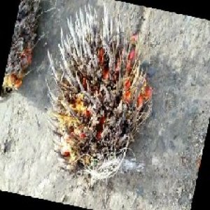 overripe_train (128).jpg