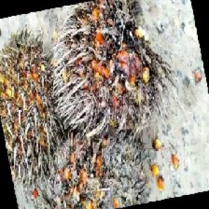 overripe_train (1281).jpg