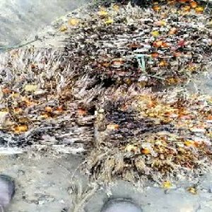 overripe_train (1286).jpg