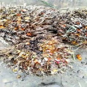 overripe_train (1288).jpg