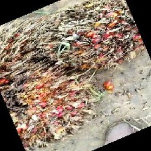 overripe_train (1290).jpg