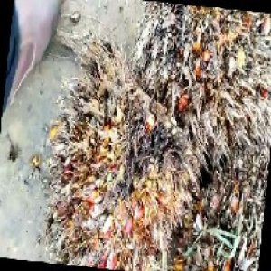 overripe_train (1292).jpg