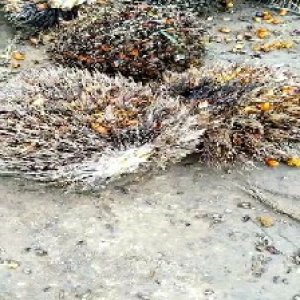 overripe_train (1295).jpg