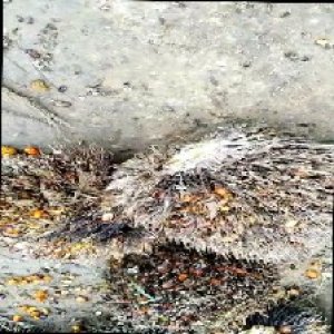 overripe_train (1296).jpg