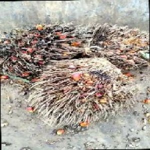 overripe_train (1300).jpg