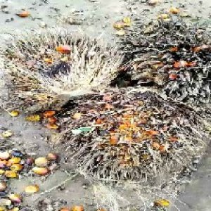 overripe_train (1304).jpg