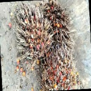 overripe_train (1305).jpg