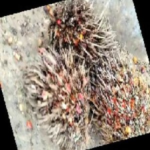 overripe_train (1307).jpg