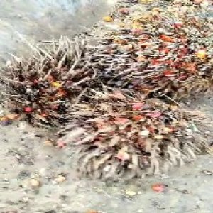 overripe_train (1308).jpg