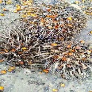 overripe_train (1309).jpg