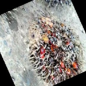 overripe_train (131).jpg