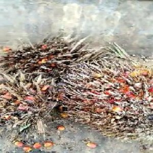 overripe_train (1311).jpg