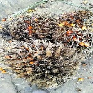 overripe_train (1313).jpg