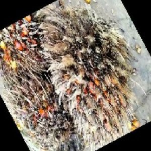 overripe_train (1316).jpg