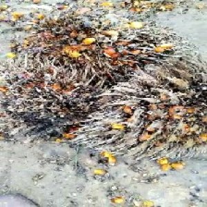 overripe_train (1317).jpg