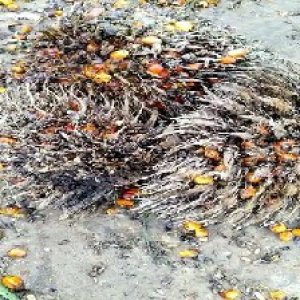 overripe_train (1319).jpg