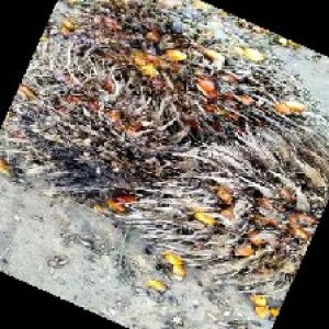 overripe_train (1320).jpg