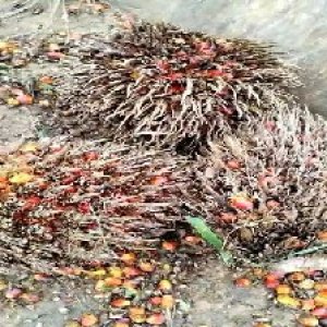 overripe_train (1324).jpg