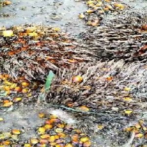 overripe_train (1326).jpg