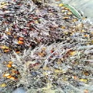 overripe_train (1327).jpg