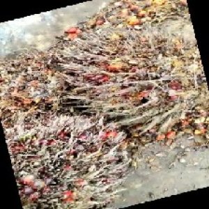 overripe_train (1331).jpg