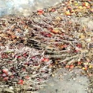 overripe_train (1332).jpg