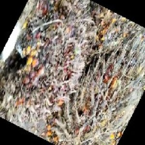 overripe_train (1333).jpg