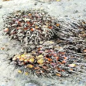 overripe_train (1339).jpg