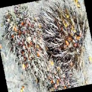 overripe_train (1341).jpg