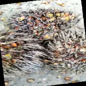 overripe_train (1345).jpg