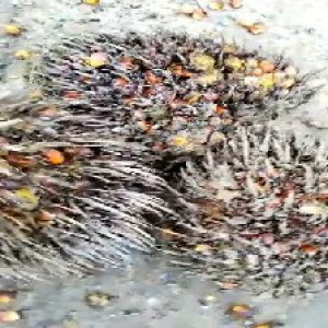 overripe_train (1346).jpg