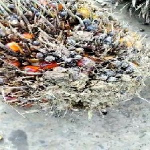 overripe_train (135).jpg