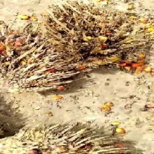 overripe_train (1353).jpg