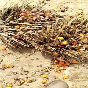 overripe_train (1356).jpg