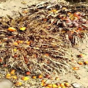 overripe_train (1357).jpg