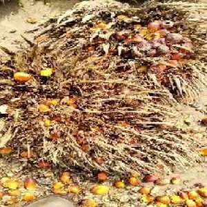 overripe_train (1359).jpg