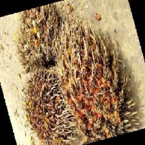 overripe_train (1361).jpg