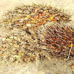 overripe_train (1365).jpg