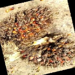 overripe_train (1371).jpg