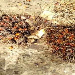 overripe_train (1373).jpg