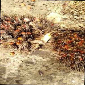 overripe_train (1374).jpg