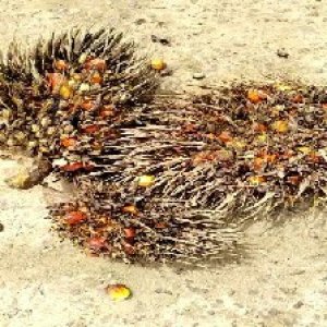 overripe_train (1380).jpg