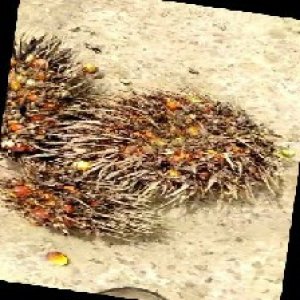 overripe_train (1381).jpg