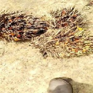 overripe_train (1387).jpg