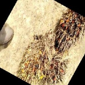 overripe_train (1388).jpg